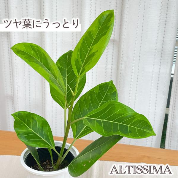 フィカス・アルテシマ　ゴムの木　観葉植物 日本花キ流通 観葉植物 フィカス アルテシマ ゴムの木 4号鉢