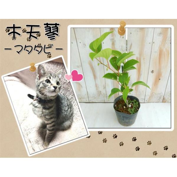 マタタビ 苗 13 5cmポット 果樹 またたび 木天蓼 Buyee Buyee 日本の通販商品 オークションの代理入札 代理購入