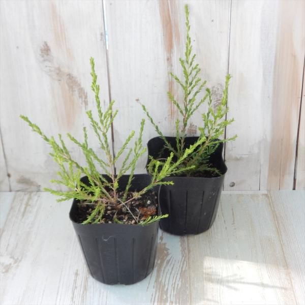 モスキートブロッカー 9cmポット 観葉植物 蚊避け 蚊除け Buyee Buyee Japanese Proxy Service Buy From Japan Bot Online