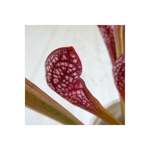 サラセニア スカーレットベル 3 5号ポット 食虫植物 Buyee Buyee 日本の通販商品 オークションの代理入札 代理購入