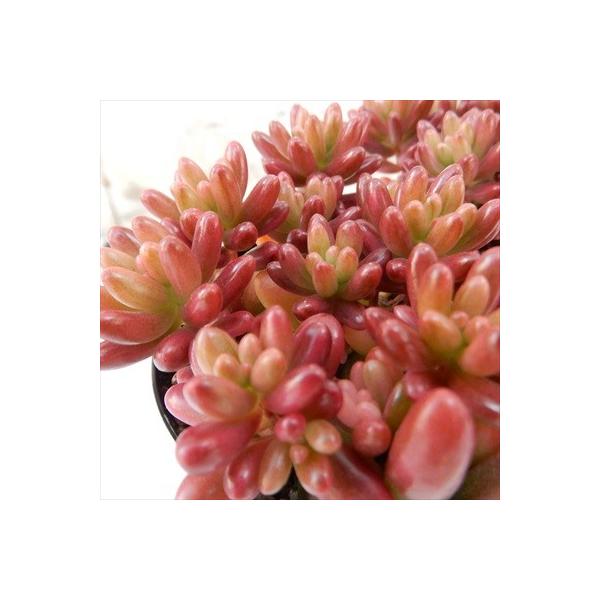 多肉植物 Seセダム ばらまきオーロラ 多肉植物 セダム 7 5cmポット Buyee Buyee Japanese Proxy Service Buy From Japan Bot Online