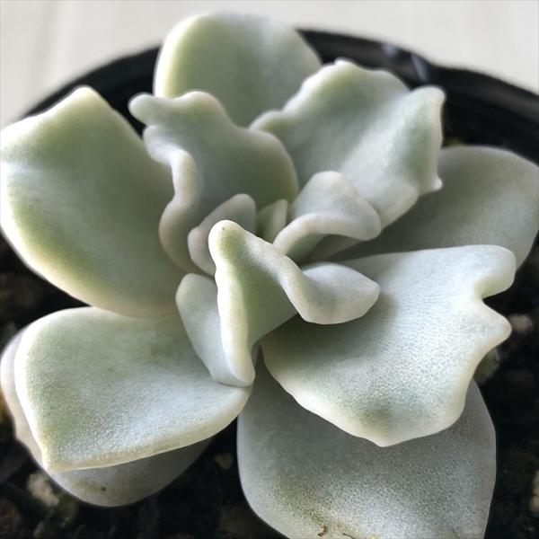 ■日当たり春秋型種 10℃〜25℃の過ごしやすい季節によく生長し、暑すぎたり、寒すぎる時期は休眠してしまいます。 生長期：9月〜5月 休眠期：6月〜8月■水やり1春・秋は日当たりがよく、雨が当たらない風通しの良い場所に置く 2夏の直射日光は...