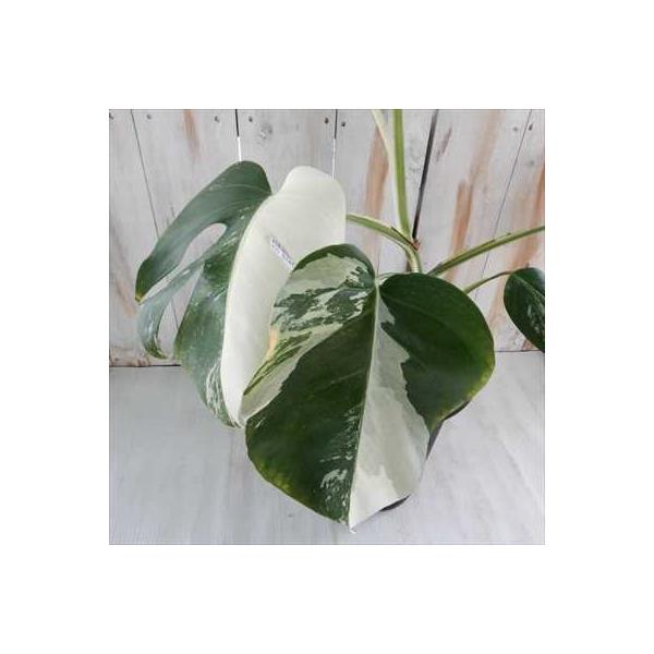 モンステラ 希少 斑入り 6号鉢 観葉植物 インテリア おしゃれ インドアグリーン Buyee Buyee 日本の通販商品 オークションの代理入札 代理購入