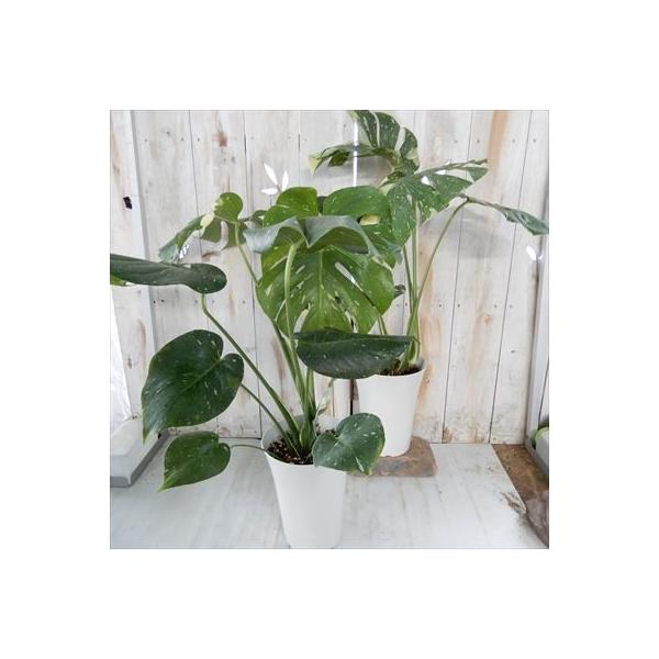 モンステラ 希少 斑入り 6号鉢 観葉植物 インテリア おしゃれ インドアグリーン Buyee Buyee 日本の通販商品 オークションの代理入札 代理購入