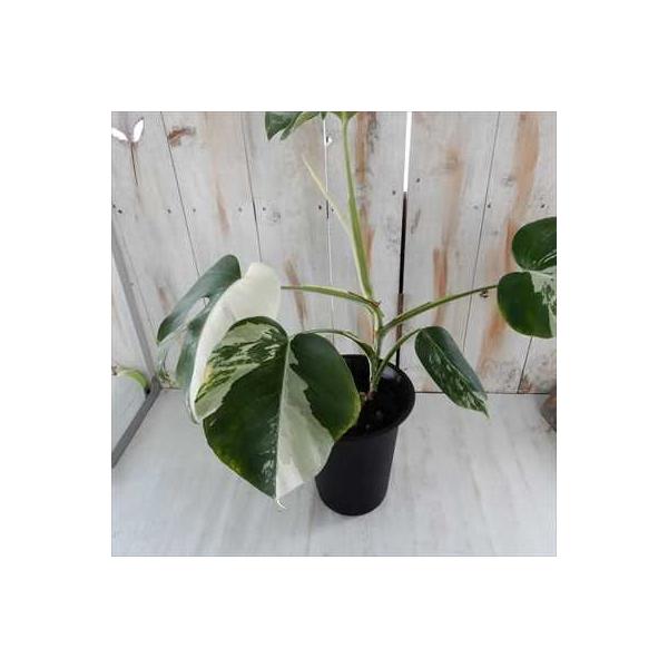 モンステラ 希少 斑入り 6号鉢 観葉植物 インテリア おしゃれ インドアグリーン Buyee Buyee 日本の通販商品 オークションの代理入札 代理購入