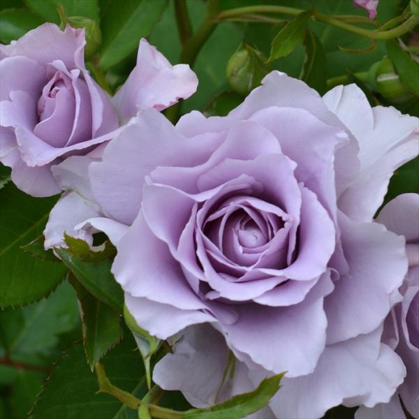 予約販売12月上旬以降発送 バラ大苗 バラ 苗 河本バラ園 爽 そう Buyee Buyee Japanese Proxy Service Buy From Japan Bot Online