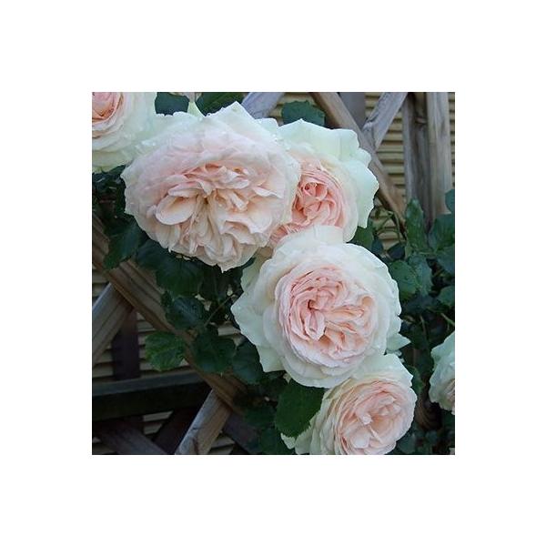 苗 ピエールドゥロンサールの人気商品 通販 価格比較 価格 Com