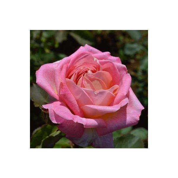 品質は非常に良い バラ苗 こ る 苗 薔薇 ８号鉢 強健 レア品種 中香 接木大苗 植物 観葉植物