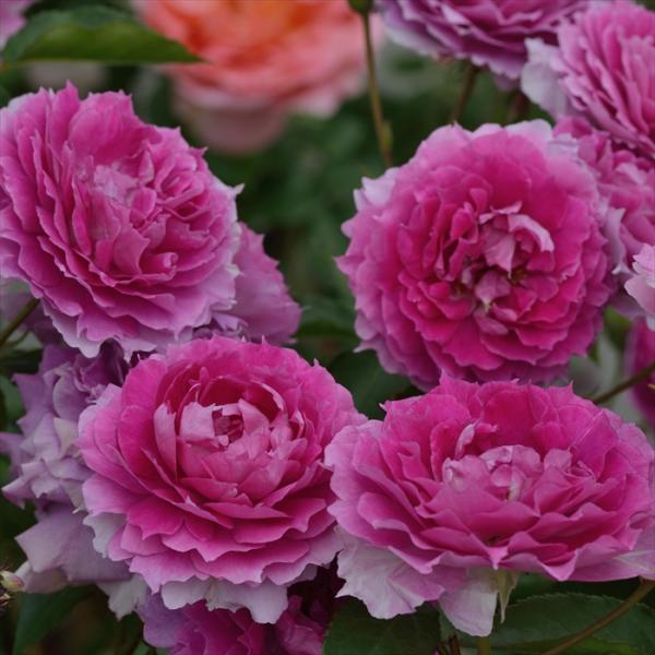 flower-net_501-171213-009