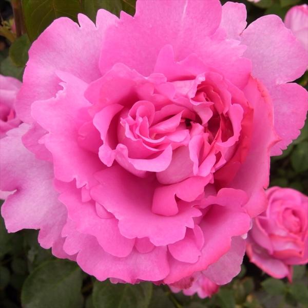 【商品説明】ローズ色のシャクヤク咲き。大輪で花もちが特によいが花数は少なめ。株のまとまりはやや悪いが、豪華な花と芳香は他に類がない。成株はシュートが出にくくなる。耐暑性はあるが、耐寒性はやや劣る。耐病性は普通よりやや強い程度。肥培でよい花が...