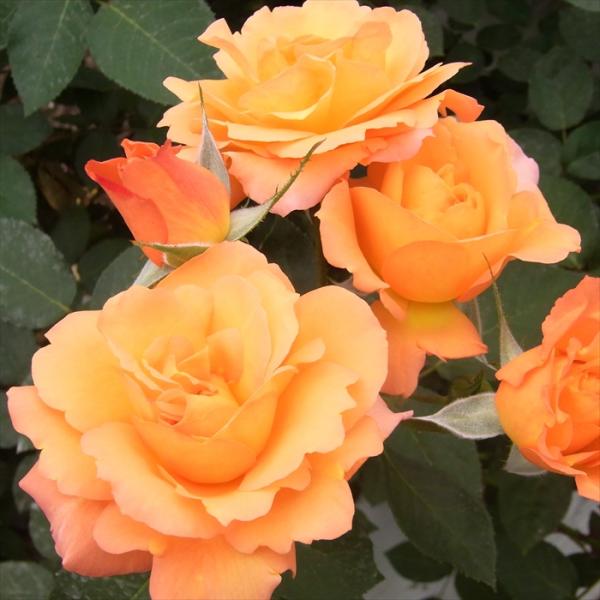 flower-net_501-171220-003