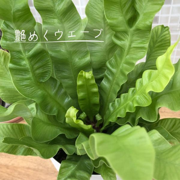 新作通販 エメラルドウェーブ 観葉植物 クリスピーウェーブ インテリア 4号鉢