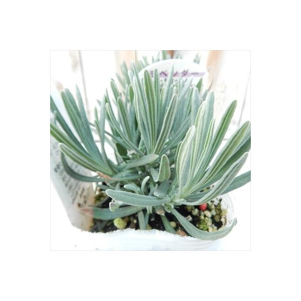 ラベンダー グロッソ ハーブ 耐寒性多年草 9cmポット Buyee Buyee Japanese Proxy Service Buy From Japan Bot Online