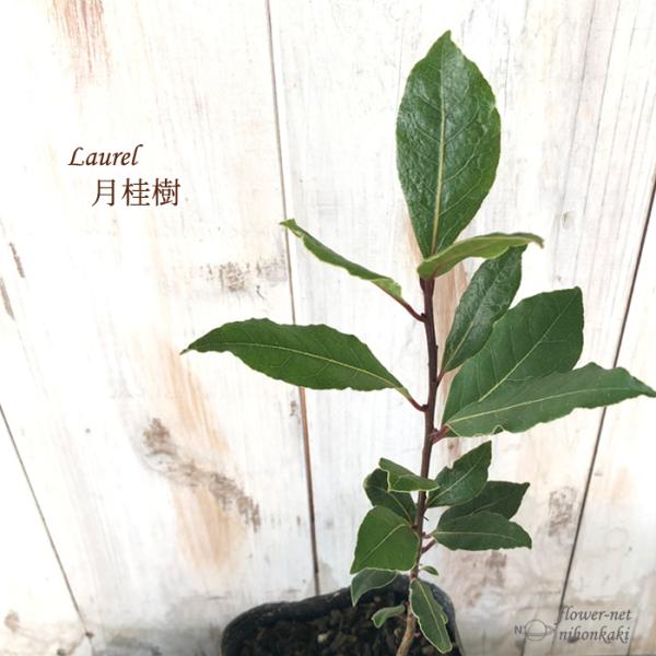 QbPCW [G 10.5cm|bg j n[u c  Herb c Ԗ