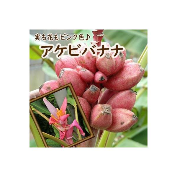 バナナ 苗 アケビバナナ 10.5cmポット かわいいピンクのバナナ
