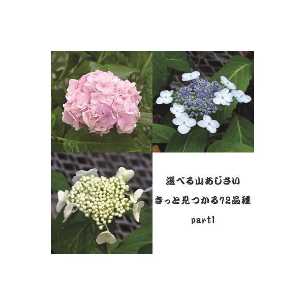 予約販売 選べるヤマアジサイ Part1 9cmポット 山アジサイ 山紫陽花 山あじさい Buyee 日本代购平台 产品购物网站大全 Buyee一站式代购 Bot Online
