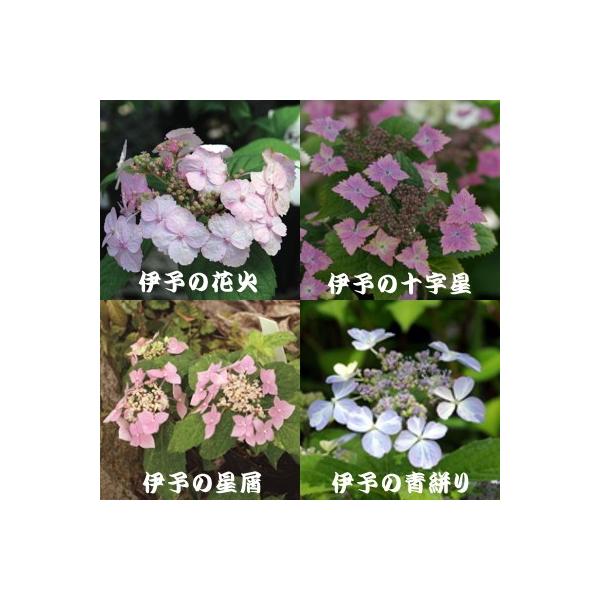 予約販売 選べるヤマアジサイ Part1 9cmポット 山アジサイ 山紫陽花 山あじさい Buyee 日本代购平台 产品购物网站大全 Buyee一站式代购 Bot Online