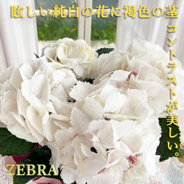 日本花キ流通 アジサイ ゼブラ 7.5cmポット ハイドランジア 苗
