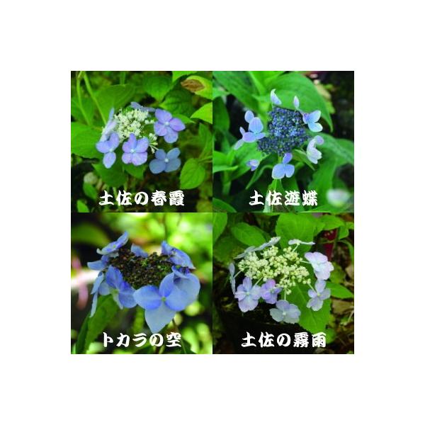 予約販売 選べるヤマアジサイ Part5 9cmポット 山アジサイ 山紫陽花 山あじさい Buyee Buyee 日本の通販商品 オークションの代理入札 代理購入
