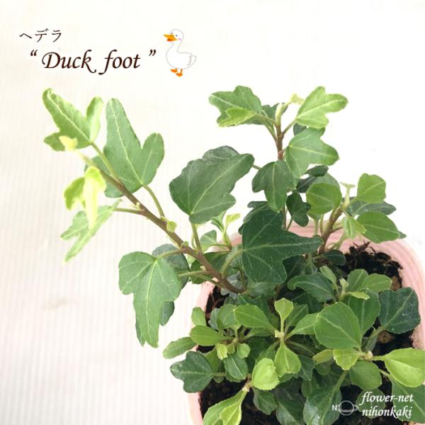 ヘデラ ヘリックス ダックフット 観葉植物 7 5cmポット インテリア おしゃれ Buyee Buyee 日本の通販商品 オークションの代理入札 代理購入