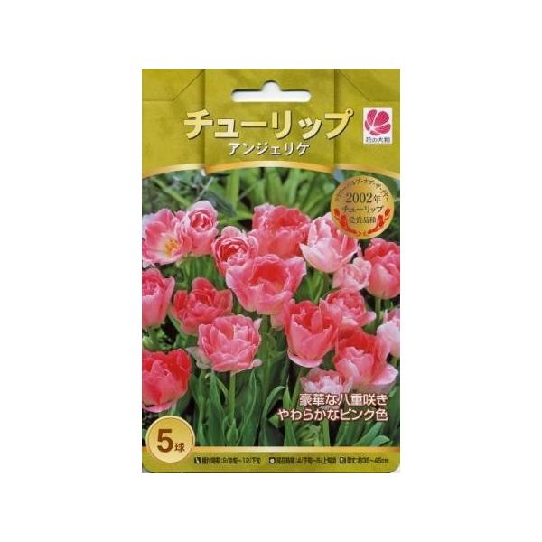 花の大和 球根 人気のチューリップ アンジェリケ5球セット hyk