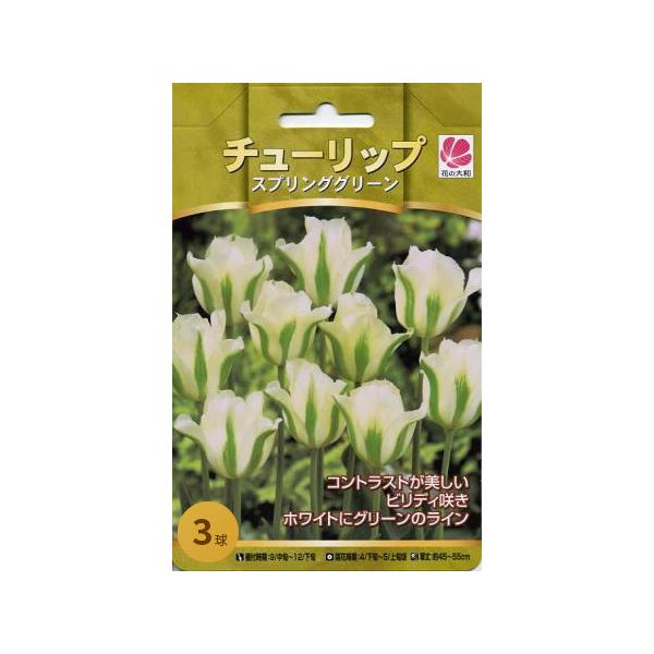 花の大和 球根 人気のチューリップ スプリンググリーン3球セット hyk