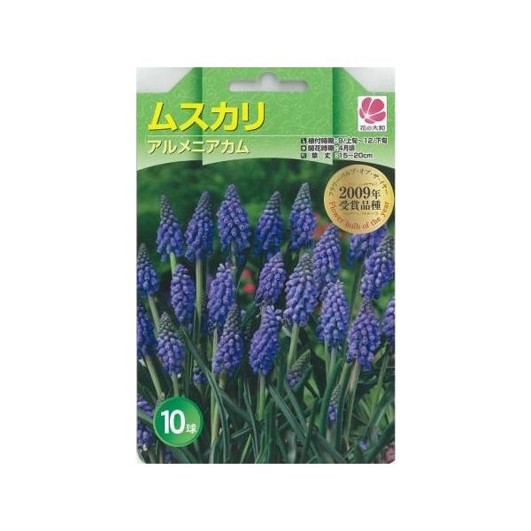 球根 ムスカリの人気商品 通販 価格比較 価格 Com