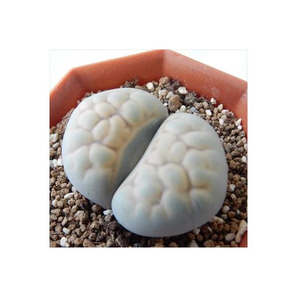 A asg[vX ߋ A 6cm|bg Z