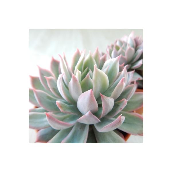 日本花キ流通 多肉植物 hmエケベリア ブラッドブリアナ 多肉植物