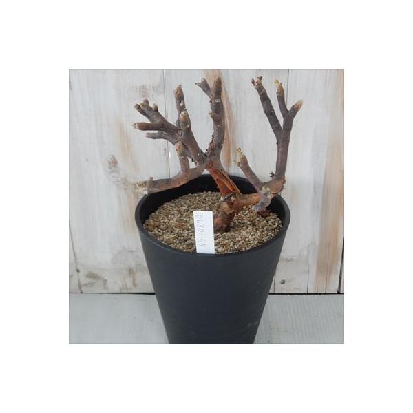 多肉植物 Caオトンナ フルカータ 正規取扱店 現品販売 5号鉢 0630 55 コーデックス