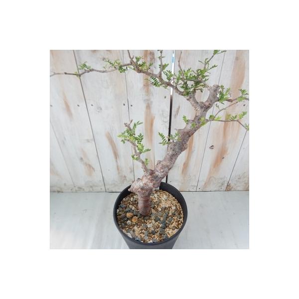 多肉植物 Caコミフォラ モンストローサ 現品販売 鉢上約35cm トレンド コーデックス 0721 03