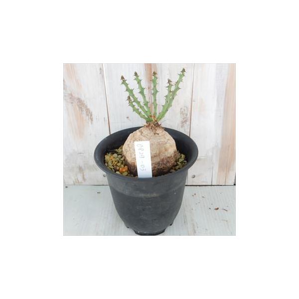 多肉植物 Caユーフォルビア デシデュア 現品販売 09 03 多肉植物 コーデックス Boisewomenrun Com