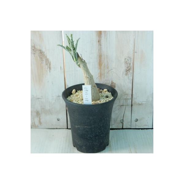 多肉植物 Caプテロディスクス ヌガミクス ランキングtop10 Pterodiscus コーデックス 0913 18 Ngamicus 現品販売