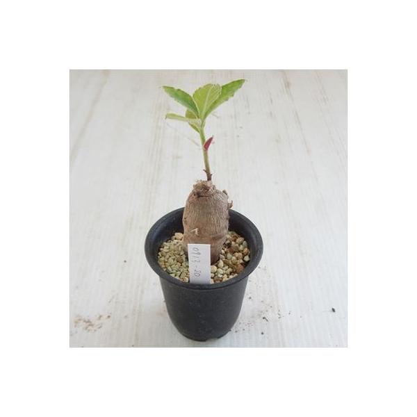 多肉植物 Caモナデニウム エキナツム 現品販売 0913 80 多肉植物 コーデックス Eleksystem Com