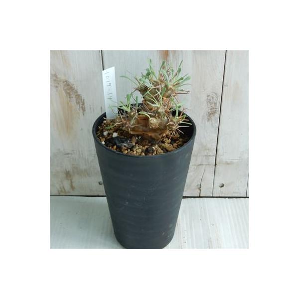 多肉植物 Caオトンナ ユーフォルビオイデス 黒鬼城 1019 14 コーデックス 3 5号鉢 高い素材 現品販売