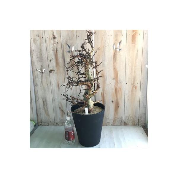 多肉植物 Caコミフォラ アフリカーナ 現品販売 1026 01 卓抜 8号鉢 コーデックス