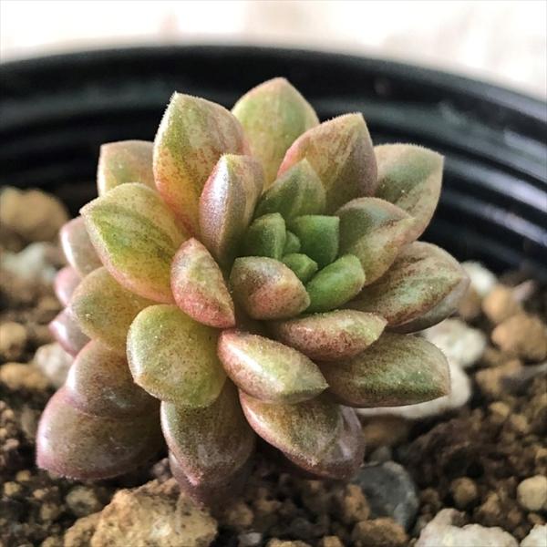 日本花キ流通 多肉植物 hmセダム ちょっと斑入りのリトルジェム 多肉