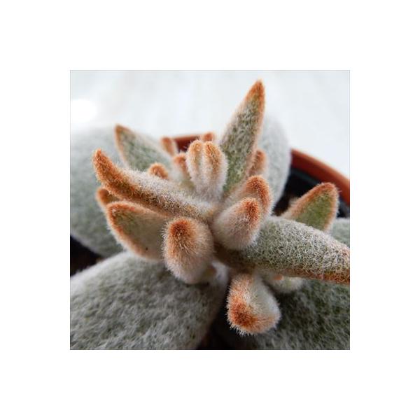 ■日当たり夏型種夏に雨が多く降る地域に自生する種類は、強い日射しを好み、20℃〜30℃の高い気温でよく育ちます。生長期：3月〜11月休眠期：12月〜2月■水やり1日当たりがよく、雨が当たらない風通しの良い場所に置く2夏の直射日光は避ける3水...