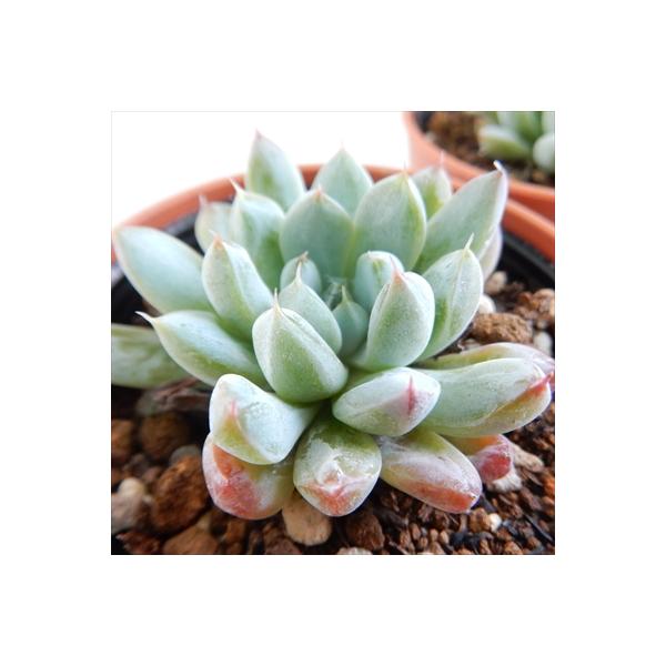 多肉植物 Hmエケベリア 雪影 格安激安 6cmポット エケベリア