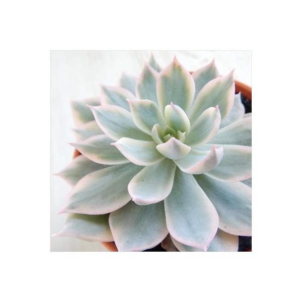 ■日当たり春秋型種10℃〜25℃の過ごしやすい季節によく生長し、暑すぎたり、寒すぎる時期は休眠してしまいます。生長期：9月〜5月休眠期：6月〜8月■水やり1春・秋は日当たりがよく、雨が当たらない風通しの良い場所に置く2夏の直射日光は避ける3...