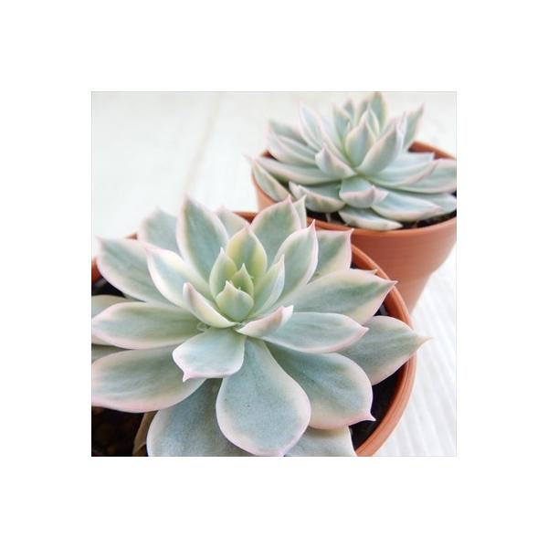 多肉植物 Hmエケベリア モーニングライト 多肉植物 エケベリア サブセシリス錦 6cmポット Buyee Buyee 日本の通販商品 オークションの代理入札 代理購入