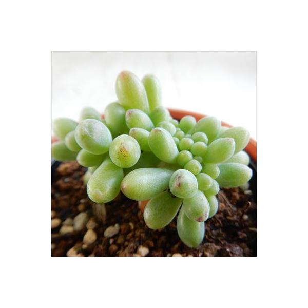 多肉植物 Hmセダム都踊り 乙女心石化 多肉植物 セダム6cmポット Portal Caymangateway