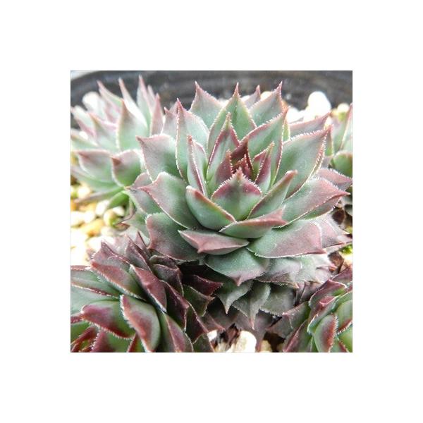 日本花キ流通 多肉植物 onセンペルビウム アトロビオラセウム 9cm
