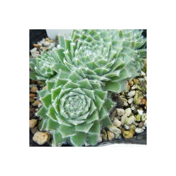 日本花キ流通 多肉植物 onセンペルビウム アラジン 9cmポット