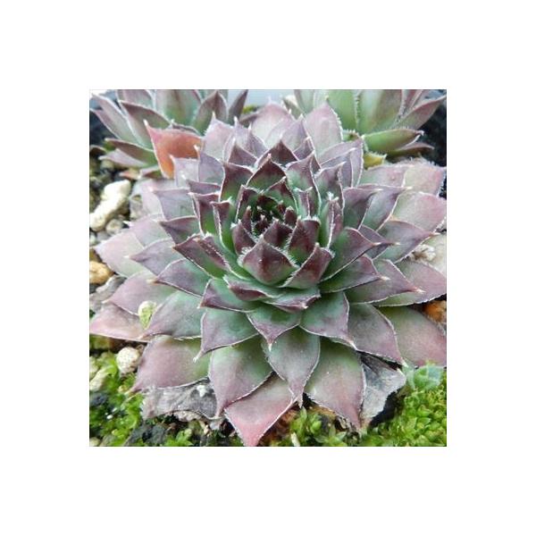 日本花キ流通 多肉植物 onセンペルビウム オセッティエンセ 9cmポット