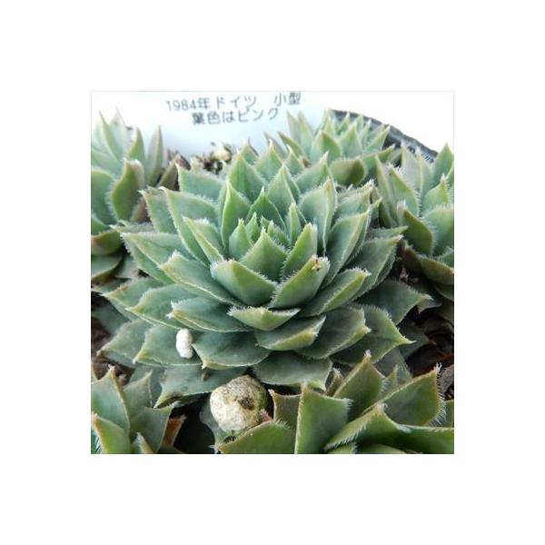 日本花キ流通 多肉植物 onセンペルビウム イラズ 9cmポット : フラワー