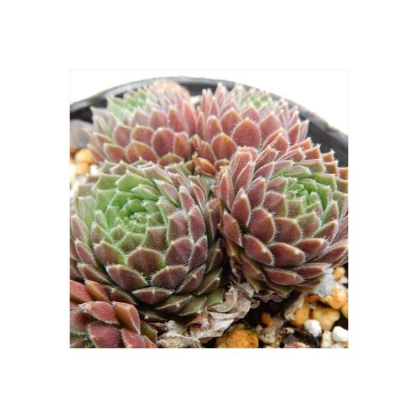 日本花キ流通 多肉植物 onセンペルビウム グラナダ 9cmポット