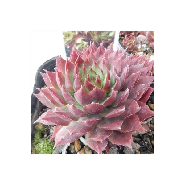 日本花キ流通 多肉植物 onセンペルビウム グローイングアンバーズ 9cm