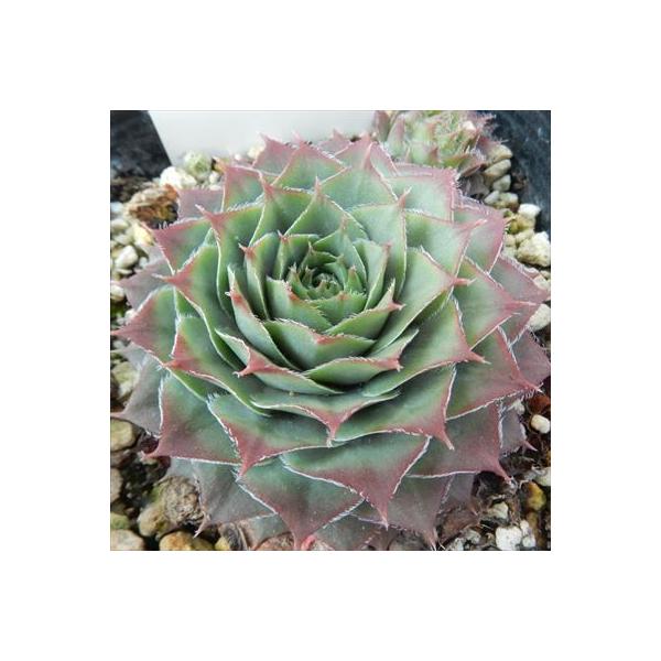 日本花キ流通 多肉植物 onセンペルビウム ジュエルケース 9cmポット