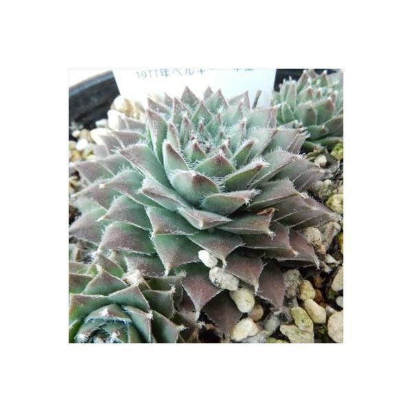 日本花キ流通 多肉植物 onセンペルビウム シルバージュビリー 9cm